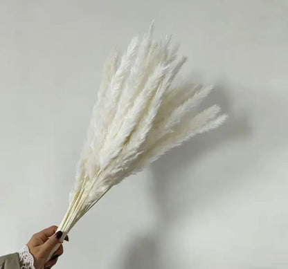Dried  mini pampas grass 10 pieces
