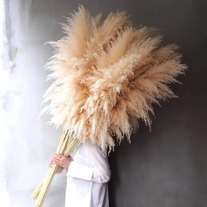 Big pampas grass 1.2m long natural