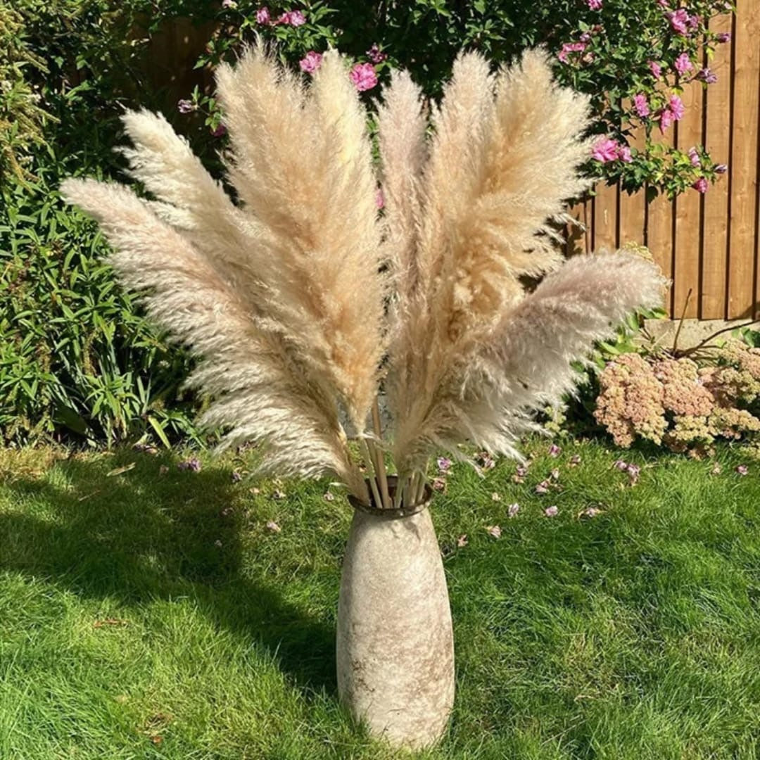 Big pampas grass 1.2m long natural