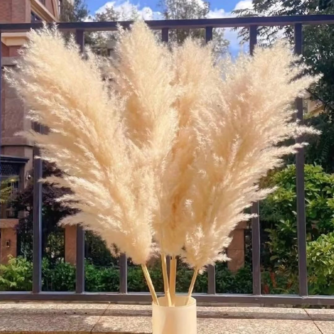 Big pampas grass 1.2m long natural