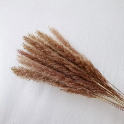 Dried  mini pampas grass 10 pieces