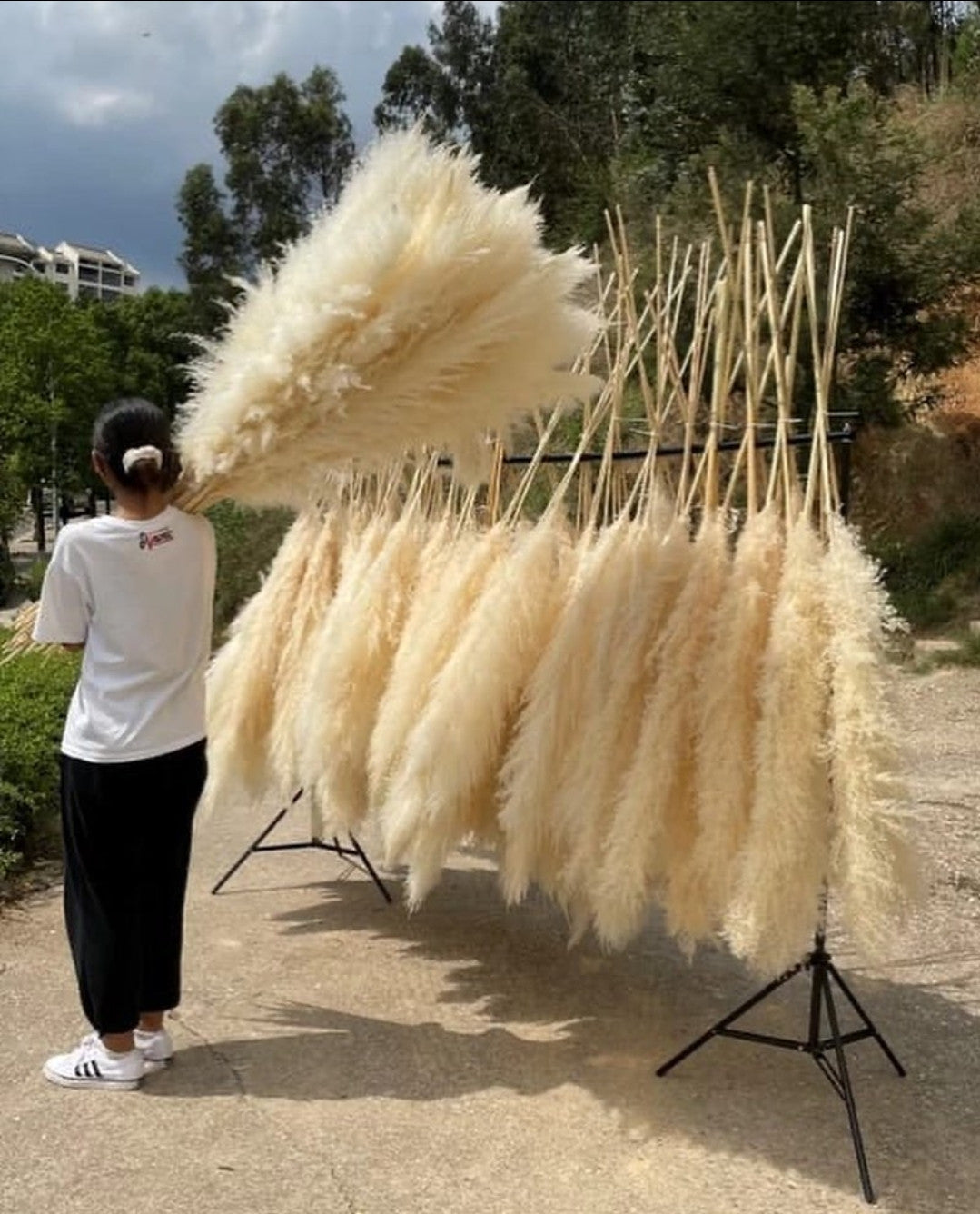 Big Fluffy Pampas dried Decorative grass flowers