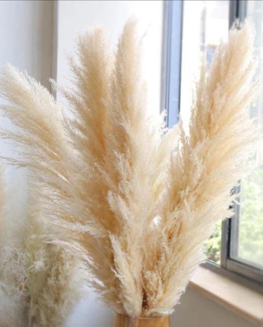 Big Fluffy Pampas dried Decorative grass flowers