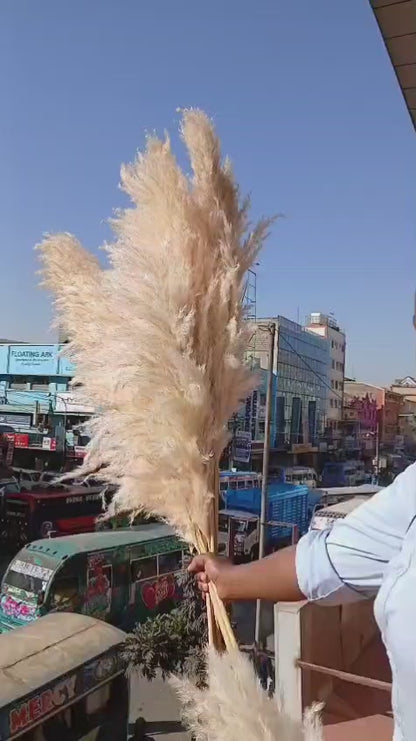 Big pampas grass 1.2m long natural