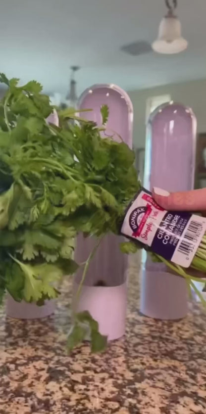 Fresh herbs fridge storage container