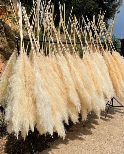 Big Fluffy Pampas dried Decorative grass flowers